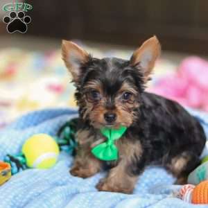 Bear, Yorkie Puppy